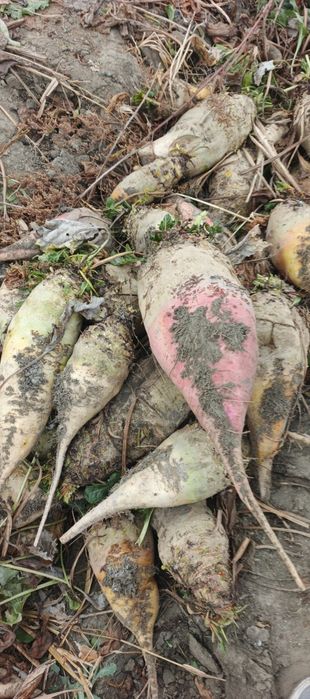 Кармавой лавлаги