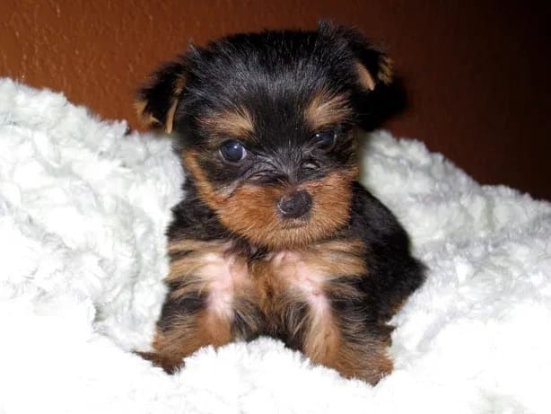 Yorkshire terrier,asigur transport!