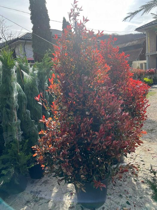 Plante ornamentale spectaculoase alese pentru colecții unice