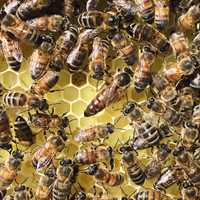 Пчелни отводки 2024 ДБ и Фарар