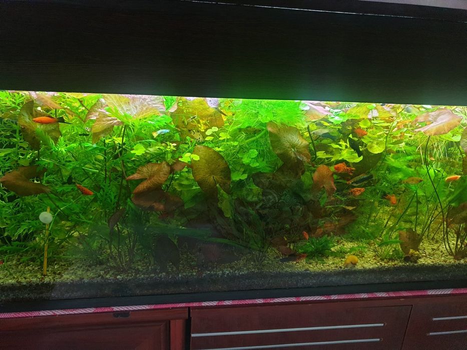 Продам растения,и аквариумные рыбки
