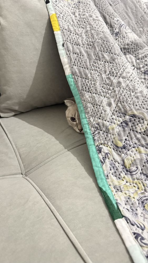 Кот шотланский вислоуха