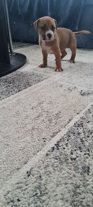 American Staffordshire Terrier