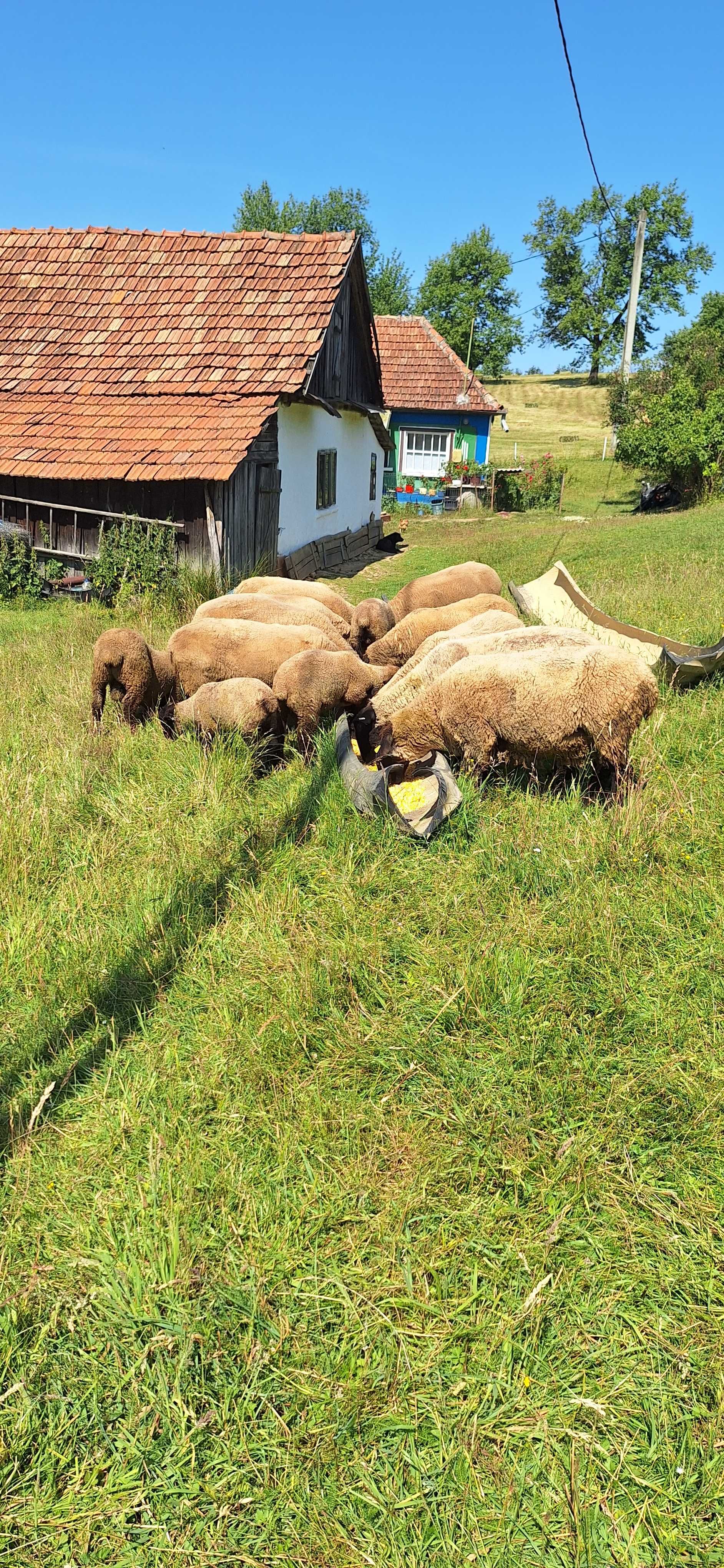Oi sufolk de vânzare