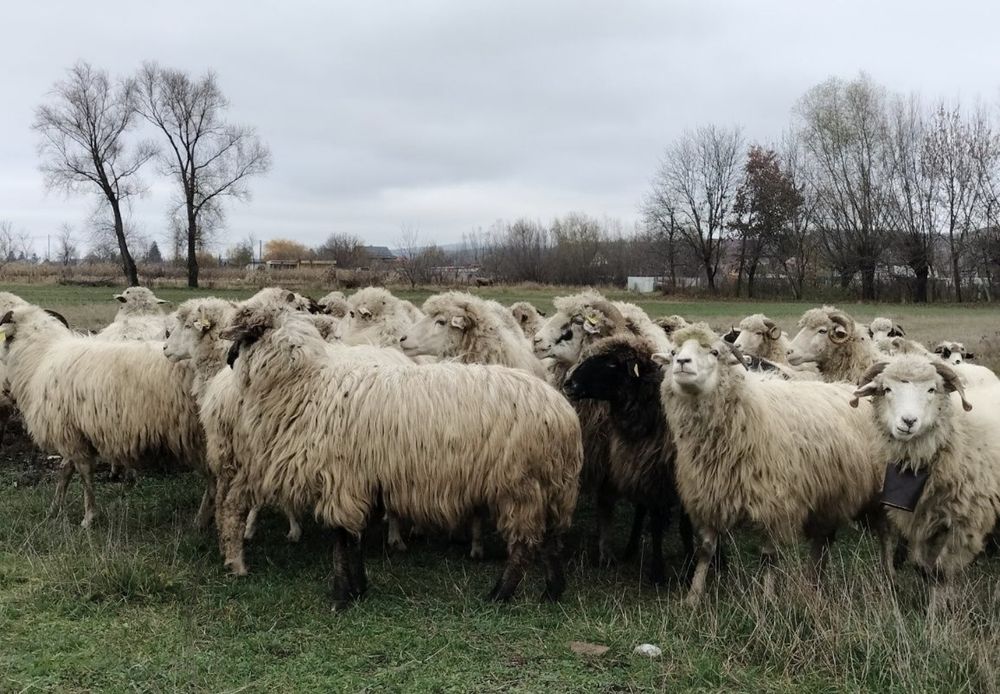 Vând  oi rasa "țurcană" bine întreținute