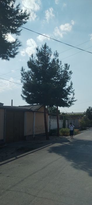 Продаютса деревья сосны, причина продажи выросли большими высокими