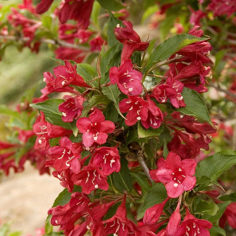 Pomi ornamentali  weigela tip copac