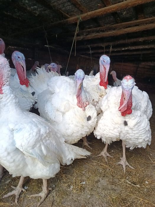 Vând curcani crescuți bio