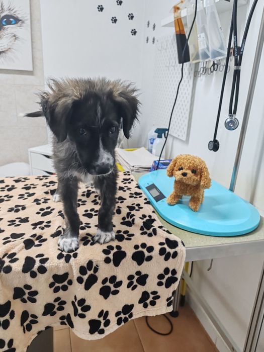 Мъжко кученце на 3 месеца, търси спешно дом или приемна грижа