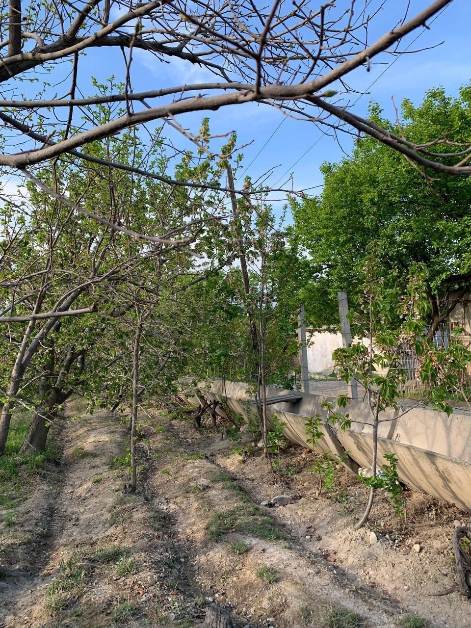 Yangi Chek sotiladi pul zarur arzonga bervoriladi