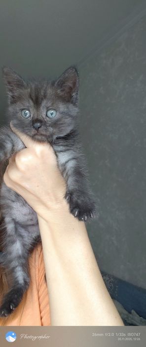 Девочки котята прелесть