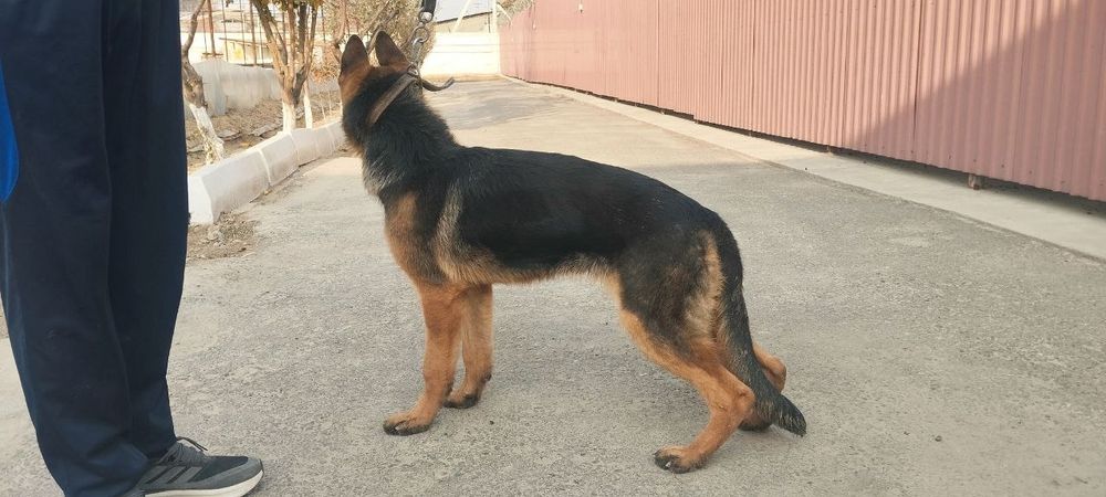 Nenichiski apchalka kuchik  7 oylik Sogʻligiga kafolat beeaman