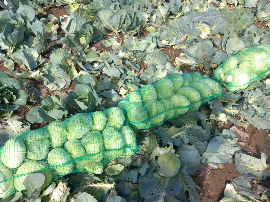 Varza plata autumn king