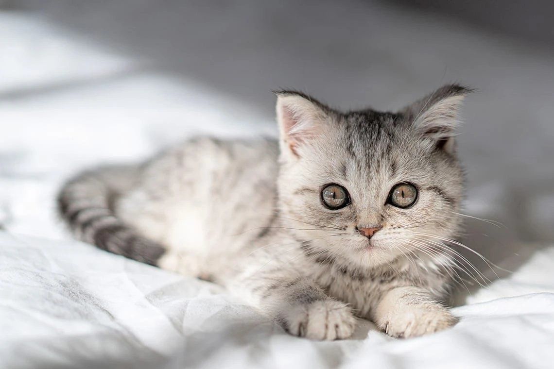 Котята Скоттиш Страйт Фолд