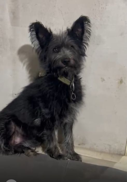 Стерилизованная Лара, ей два годика. Звонить на ватсапп