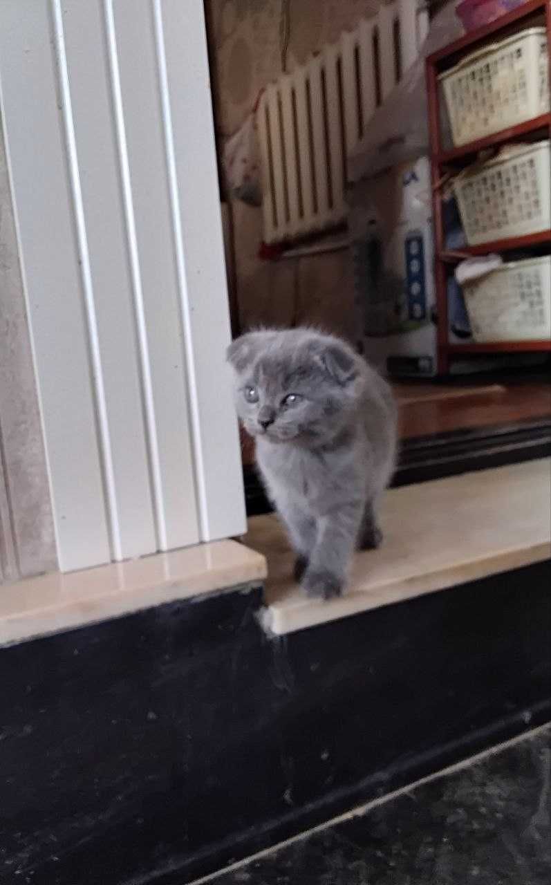 Продаются котята