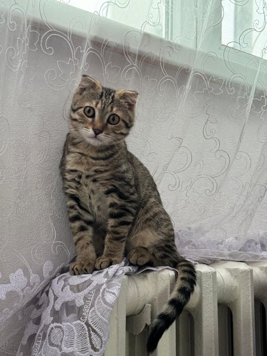 Отдам даром шотландская вислоухая (Scottish Fold)