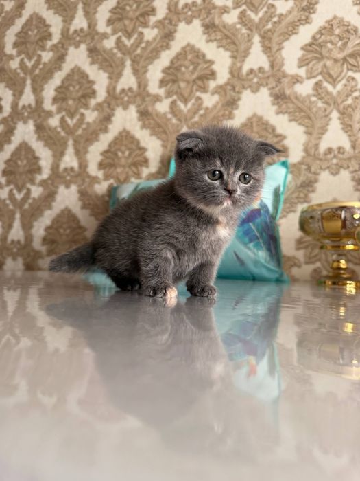 Mushuk bolasi,кошка,Котёнок в добрые  руки