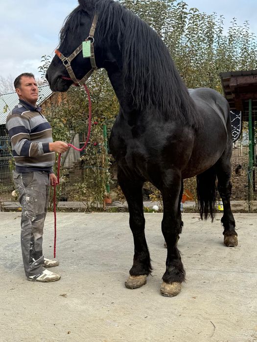 Vand armăsar in varsta de noua ani