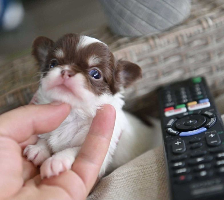 Мъжко дългокосместо мини чихуахуа