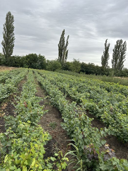 Viță de vir altoita si hibrida