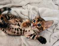 Bengal mascul cu pedigree felisa autorizata