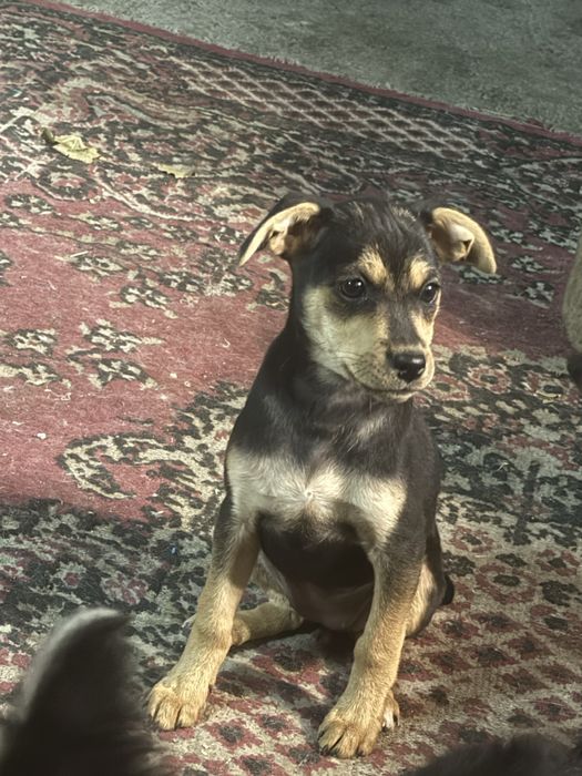 Отдам щенят девочек , полукровки