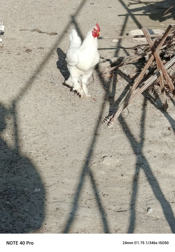 Brama tovuqlar sotiladi