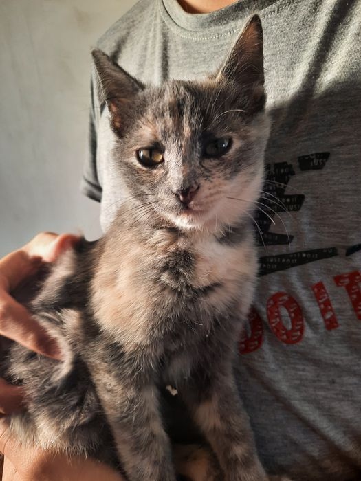 Кішкентай мысық бар. 3 айлық, ұрғашы.