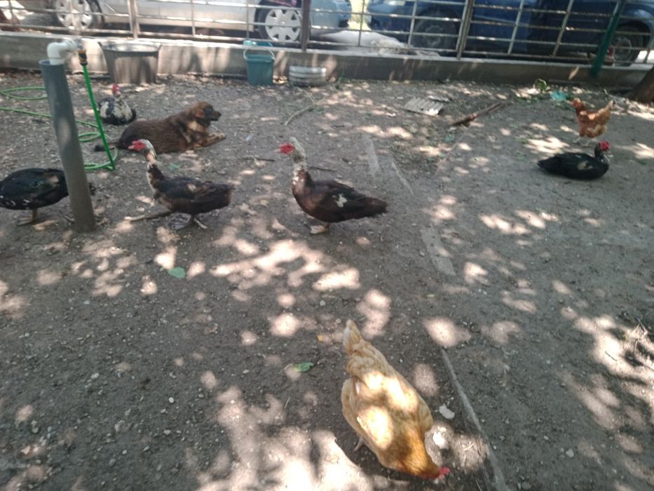 Rățoi crescuți la țară