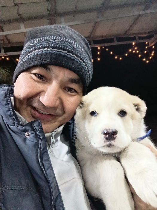 Щенок Алабай чистокровный 1,5 мес, мальчик