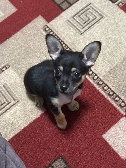 Отдам в добрые руки