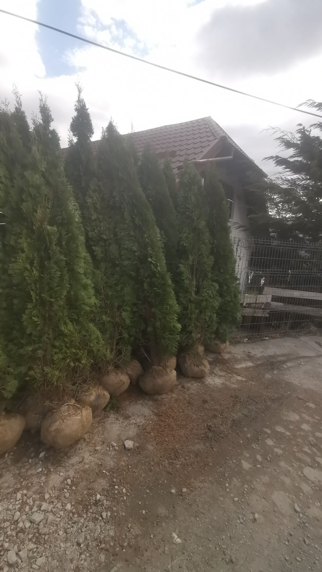 Vând plante ornamentale oriunde în țară execut grătare cascade cu tot