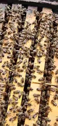 Familii de albine pe 8 - 10 rame!