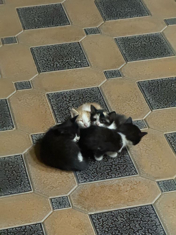 Отдам котят в зорошие руки