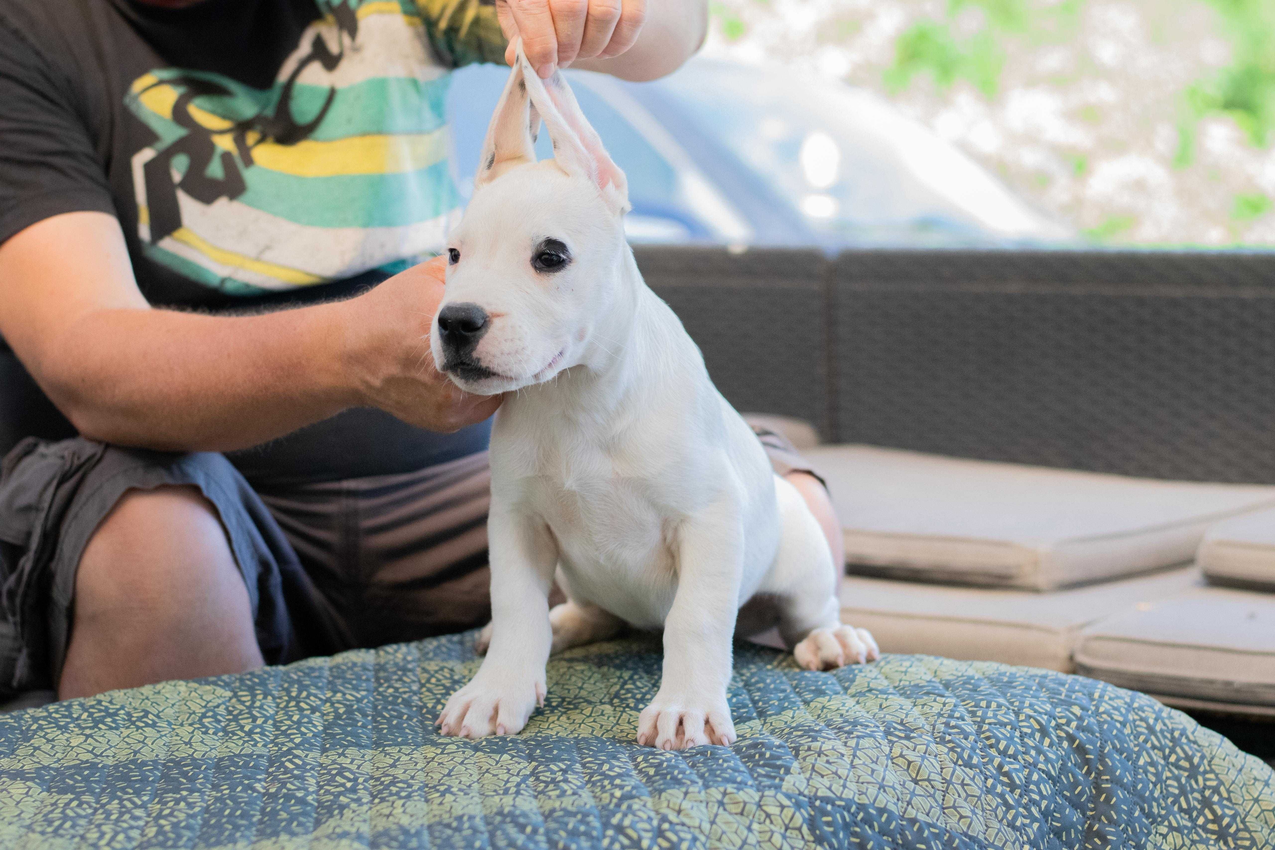 mascul dogo argentino 10 saptamani