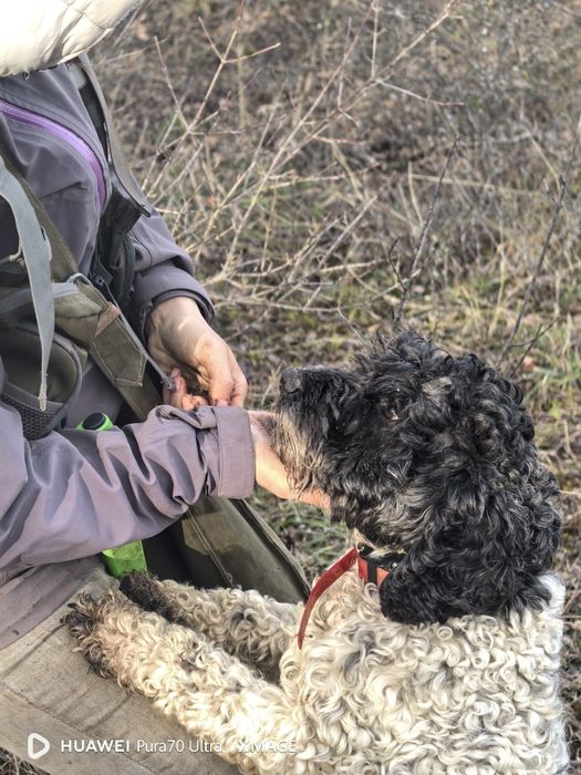 Кучета за трюфели