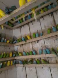 Vand matcă papagali perusi 100-150-200 bucati  toate culorile