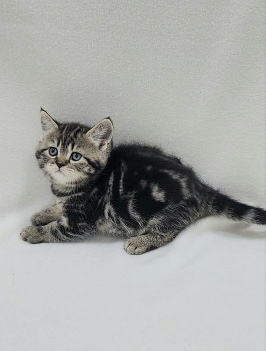 Девочка скоттиш страйт.Окрас чёрный мрамор на золоте.Возраст 1.5 месяц