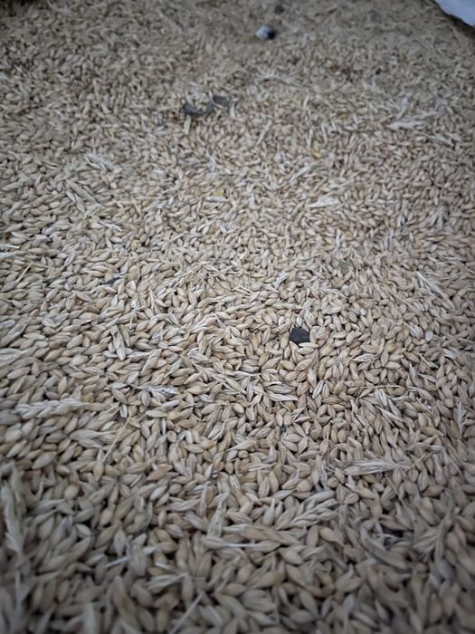 Vand orzoaica prod 2025.