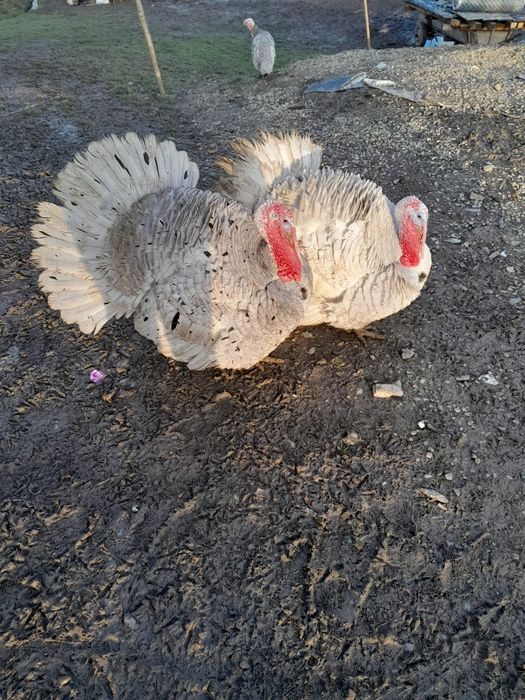 Vând 2 curcani și 2 curci de casă