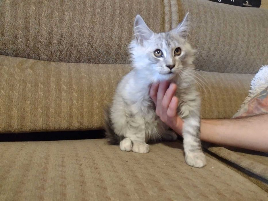 Мъжки котета Мейн Куун