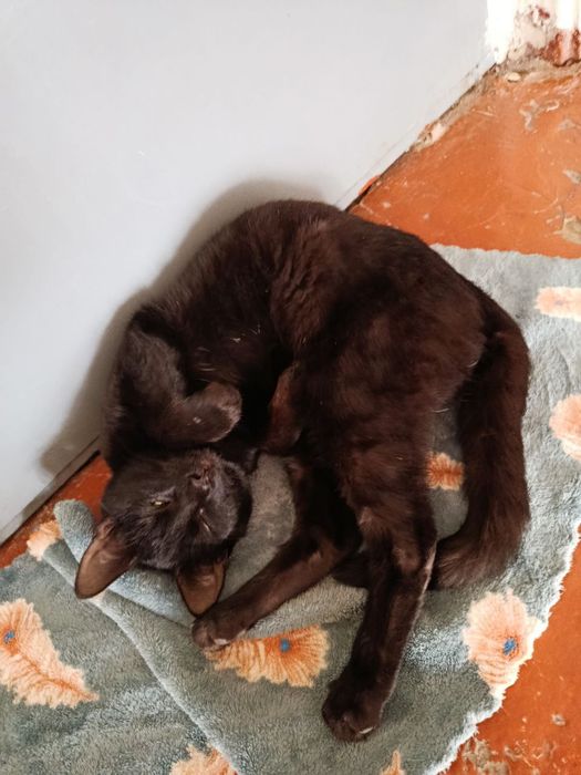 отдадим хорошие руки бесплатно