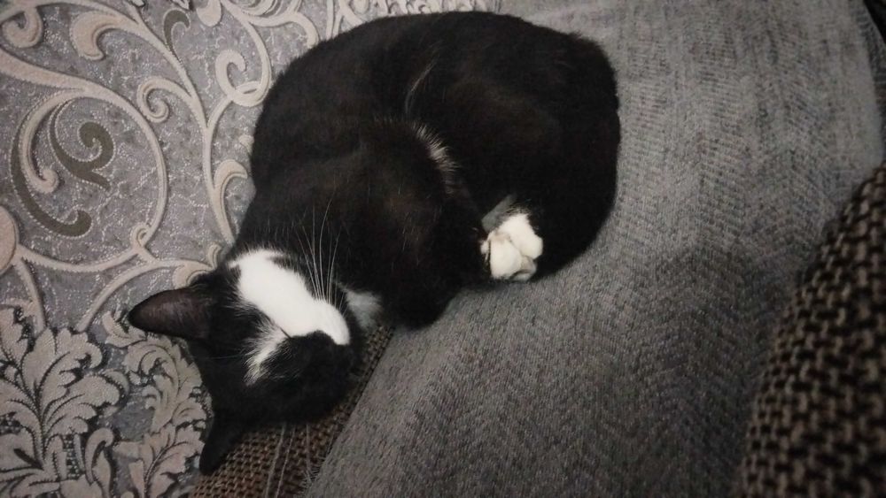 Отдам кошечку в добрые руки