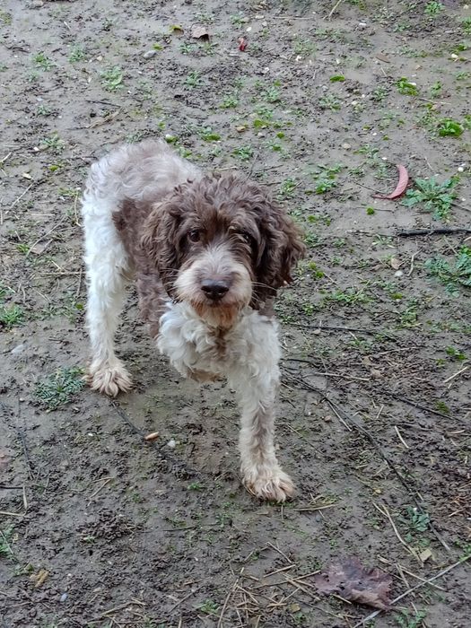 продавам кученца лагото-кокер