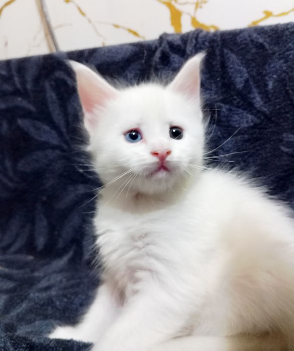 Котята породы Мейн Кун