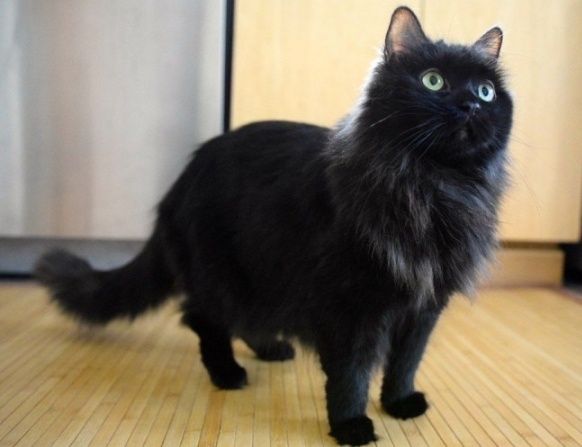 Котята от йорской кошки с воротничком.Писать на ВТЦ!