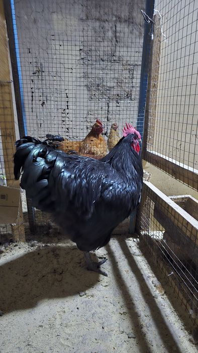 Джерсий Гигант қораздары сатылады