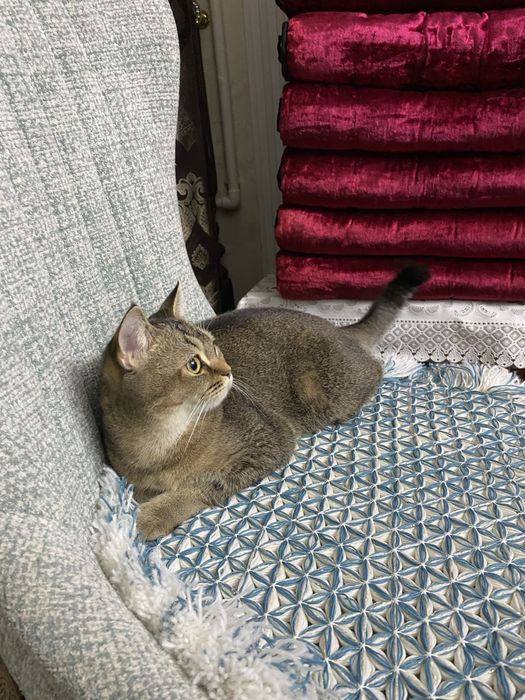 Toza paroda uyda boqilgan dakumentlari bor