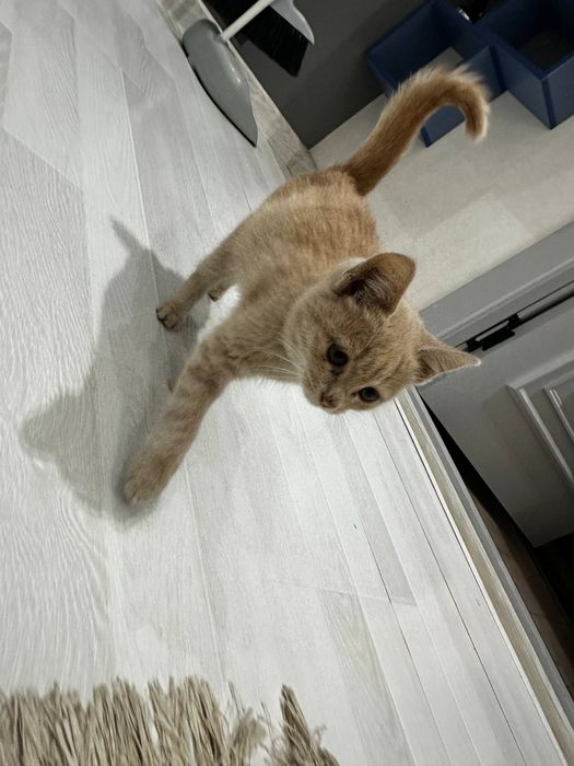 Кот домашний, котенок даже.